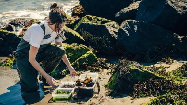 Mathilde from Restaurant Blink gathering seaweed by the beach in Skagen, North Jutland