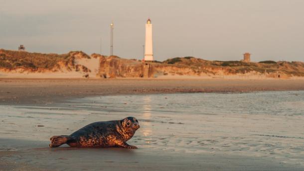 Seal in front of Blåvandshuk Lighthouse