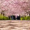 Cherry blossom in Copenhagen