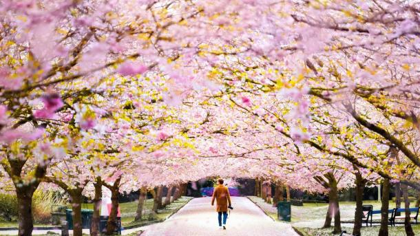 Cherry blossoms at Bispebjerg Cemetery in Copenhagen