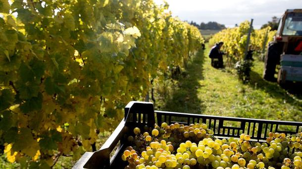 Weinernte beim Ørnberg Weingut