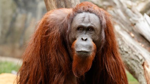 Orangutan in Aalborg Zoo, Denmark