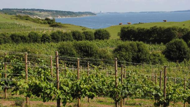 Weinreben vom Dyrehøj Weingut