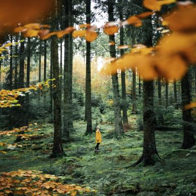 Woman in Rold Forest in autumn, Himmerland, North Jutland