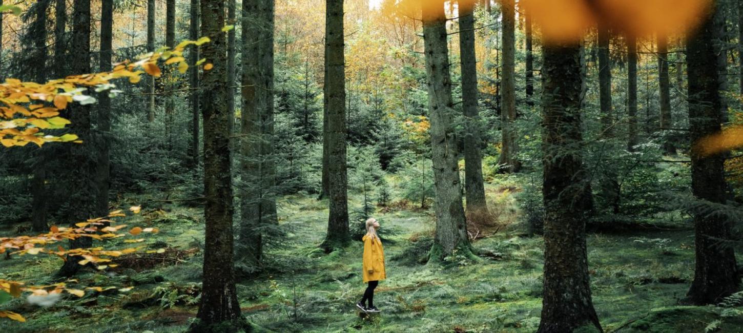 Woman in Rold Forest in autumn, Himmerland, North Jutland