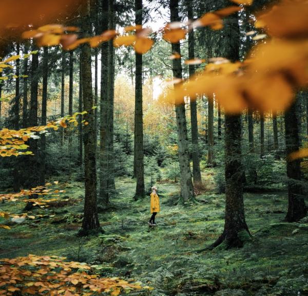 Woman in Rold Forest in autumn, Himmerland, North Jutland