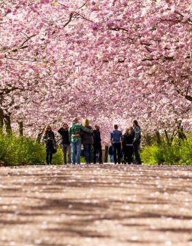 Cherry Blossoms Bispebjerg Cemetery, Copenhagen