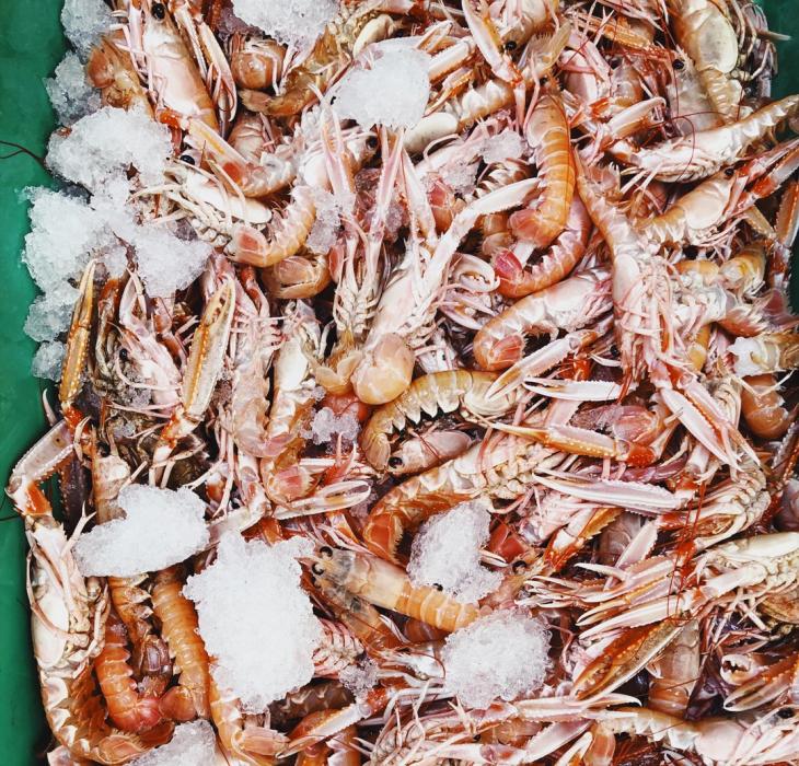 Langoustines from Læsø