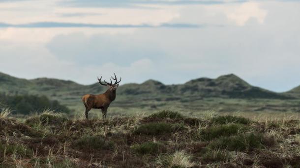 Lodbjerg Hede in Thy National Park, North Jutland