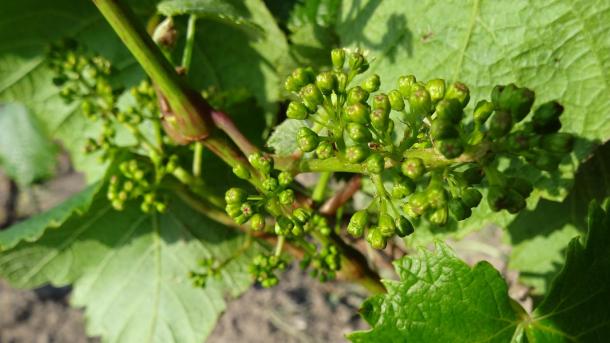 Weintrauben im Weingut Magtenbølle Vingård auf Fünen an der dänischen Ostsee