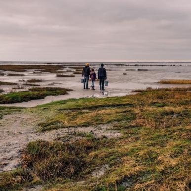 Oysters by the Wadden Sea