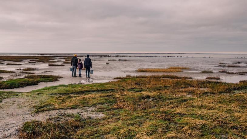 Oysters by the Wadden Sea