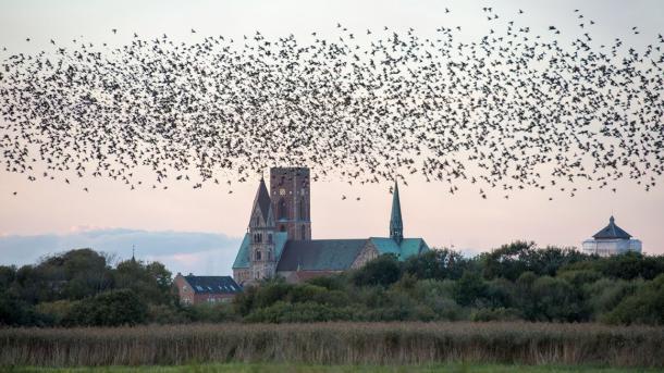 Ribe Cathedral