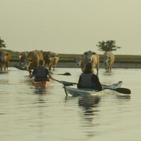 Cows and kayaks in Roskilde Fjord