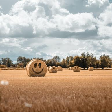 Smiling hay stacks on Fyn, Denmark