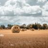 Smiling hay stacks on Fyn, Denmark