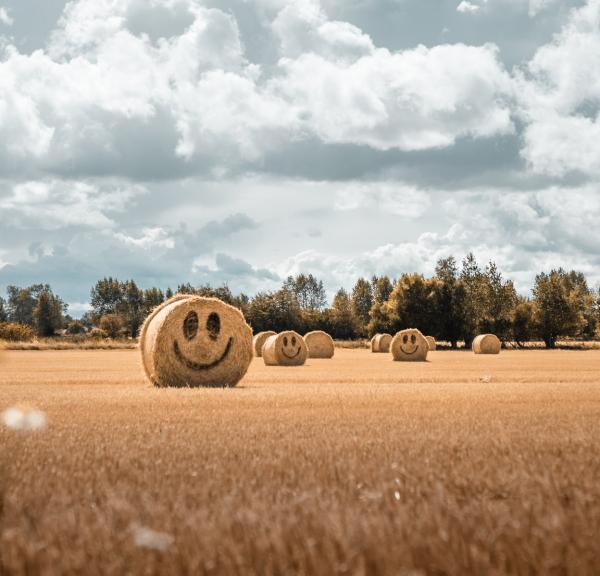 Smiling hay stacks on Fyn, Denmark