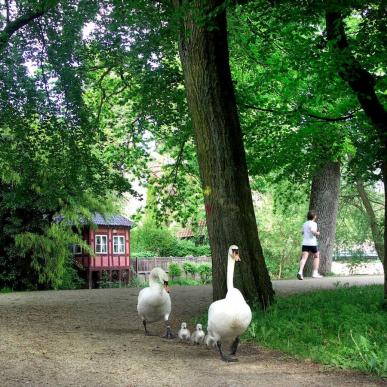 The Ugly Duckling by Hans Christian Andersen in Odense