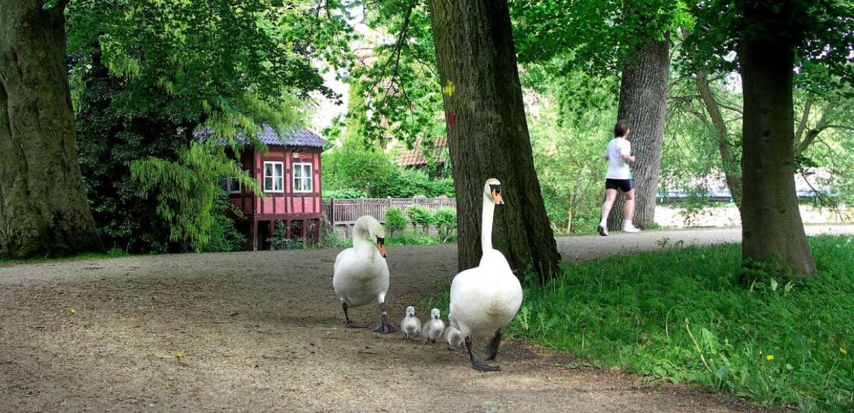 The Ugly Duckling by Hans Christian Andersen in Odense