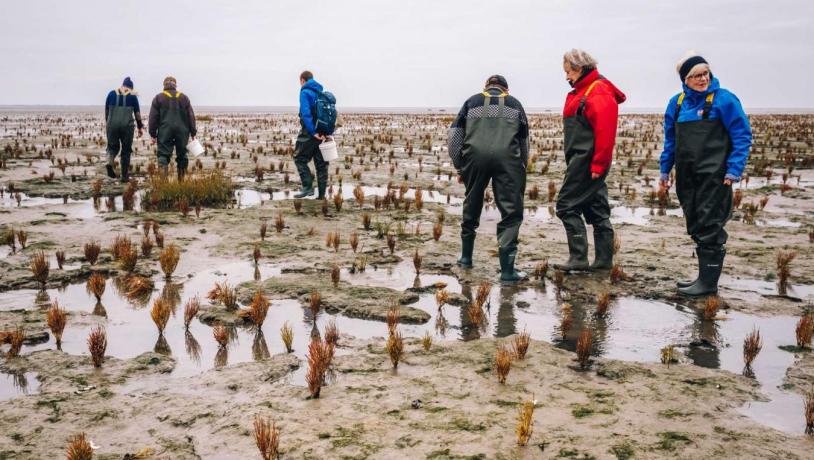 Austernsafari im Wattenmeer an der Süddänischen Nordsee