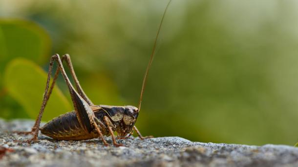 A cricket