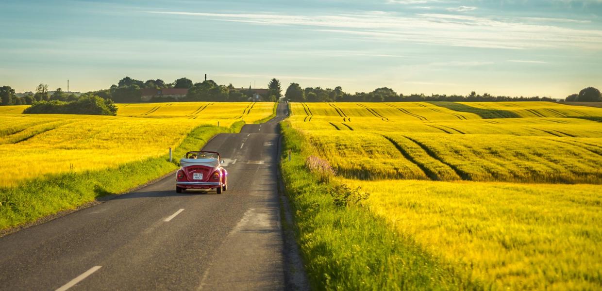 Yellow rapeseed fields close to Aarhus in Denmark